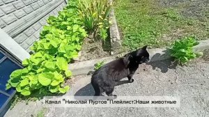 Наш «Кошкин дом» )
