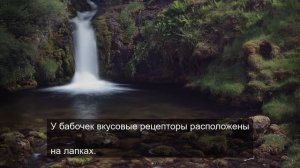 Великолепная музыка 19