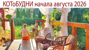 Живём в лучах августа или КОТоБУДНИ начала последнего месяца лета 2026г.