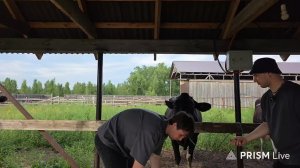 09.08.2026 Кормление коров онлайн в Камика экадаши