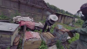 Забор мёда и осмотр ульев матушки 2026.07.07