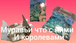 что с муравьями (это видео я снимал 5 августа)