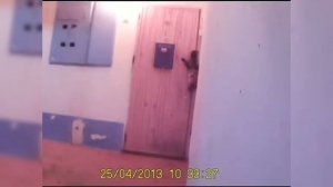Кот звонит в дверь квартиры ,в которой живет.