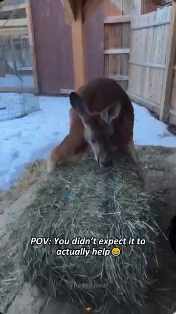 коротко о жизни Кенгуру