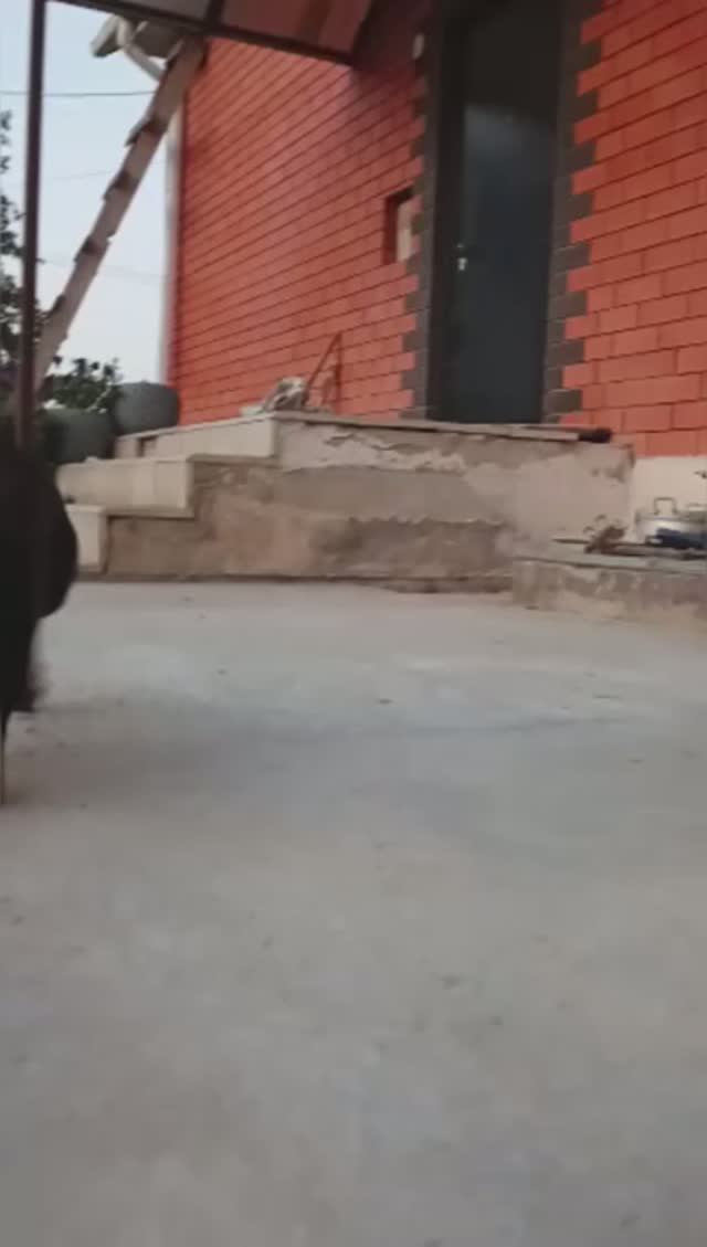 Забавные моменты с Джессикой