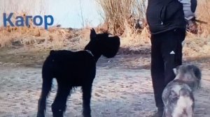Омск. Наш юниорчик ЦБ Кагор, сын Роман-Кош Урсола и ЦБ Тоссы де Мар. Зима