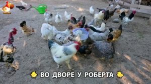 Содержание кур в домашних условиях и других птиц во дворе у Роберта 🐣🐤🦆🐔🪿🦃 (577)