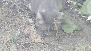 Коржик скучает, нет друзей во дворе...