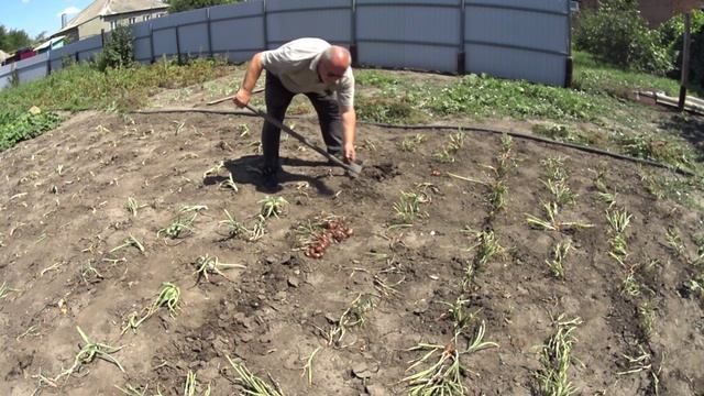 ЖИВЕМ В ДЕРЕВНЕ! СОБРАЛИ ЧЕСНОЧНЫЕ БУЛЬБОЧКИ! ВЫКОПАЛИ ЛУК СОРОКОЗУБКУ ИЛИ СЕМЕЙКА...