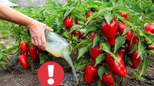 Чтобы вызрело много толстокожего сладкого Перца Подкормите этим кустики в Июле месяце!
