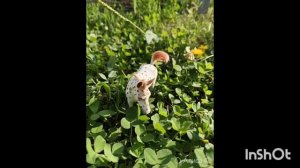 💖ИИ🐎 лошадки 
первое видео ии ❤️