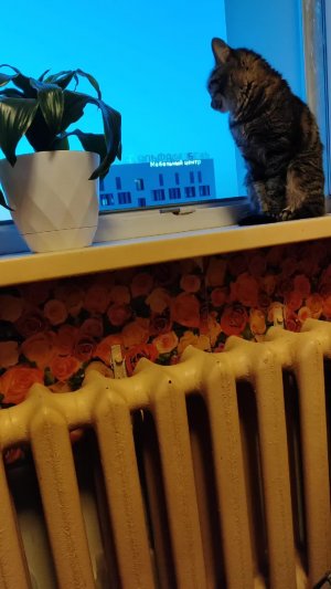 #кошка