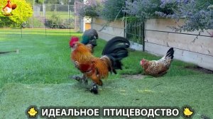 Идеальное птицеводство достойно восхищения 🐓🦆🦢🦚🦃🐔 эпизод (534)