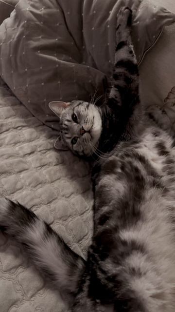 КОТЭэээ