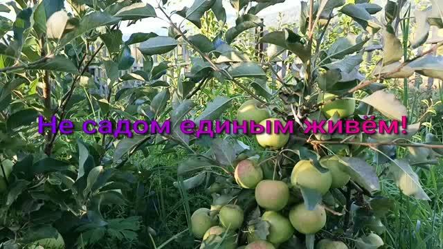 Не хлебом единым