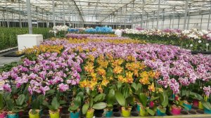 🌸 Обзор от 10.08.26г. СКИДКА 10% на ВЕСЬ ассортимент орхидей. Поставка подростков от MIKI ORCHID.