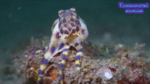 Синекольчатый осьминог- одно из самых ядовитых морских животных .