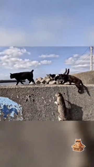 Смешные кошки 🤪