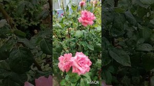 Утренний настрой на самый лучший день! 
Слушай каждое утро. И подсознание начнёт работать на тебя.