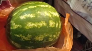 Доставка продуктов в СНТ)) Собираю урожай, навожу порядок на участке.