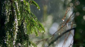 ☔️ УСПОКАИВАЮЩИЙ ШУМ ДОЖДЯ ДЛЯ СНА В ХВОЙНОМ ЛЕСУ ✨ РАССЛАБЛЯЮЩИЙ ЗВУК ДОЖДЯ ✨ ЗВУКИ ПРИРОДЫ