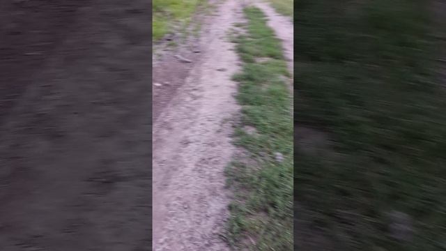 покатушки с монстром