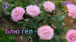 РОЗА БЛЮ ГЕЛ