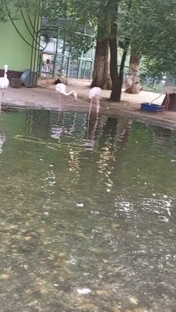 Липецк фламинго розовый💕🍥