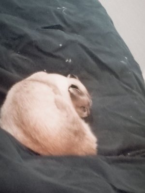 з
