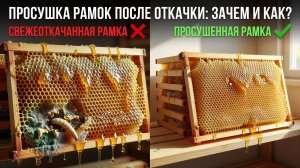 💧 Нужно ли сушить рамки после откачки мёда? Отвечает профессор Кашковский 🐝📦