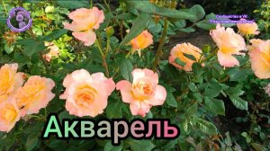 Роза Акварель