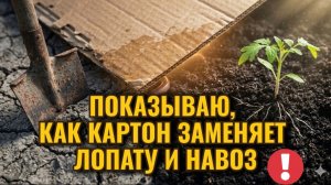 Не выбрасывайте картон! Секрет «ленивой» грядки для богатого урожая!