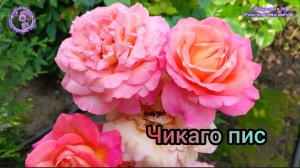 РОЗА ЧИКАГО ПИС