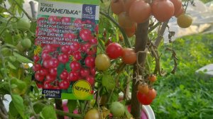Томат сорта«карамелька» завершение плодоношения . собираю помидорки.