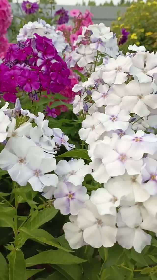 мои флоксы,их у меня 10 сортов
