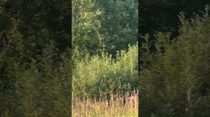 Сегодня знакомлю Вас с живописным селом Боровка Кировской области!