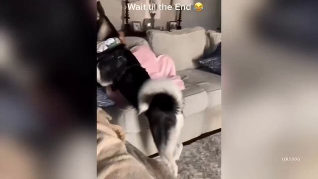 Puppies, Corgis, Guilty Dogs,  Huskies & Animal Friendships Funniest Dog Compilation