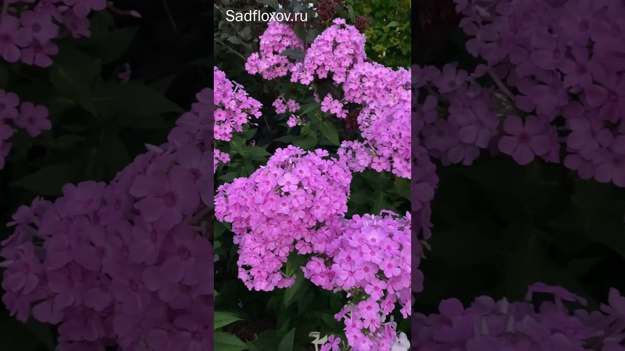 Нужны ли такие флоксы?
