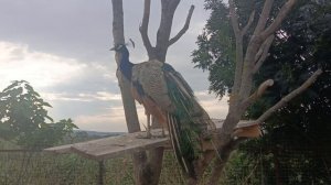 Молодой павлин🦚Красавец!