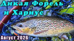 Дикая Форель и Хариус.#9. Рыбалка в Ленинградской области. Август 2026.