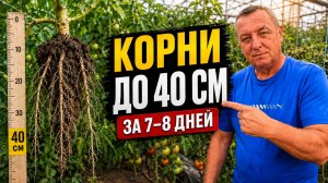 Что дать томатам после высадки? Корни почти 40 см за 7–8 дней