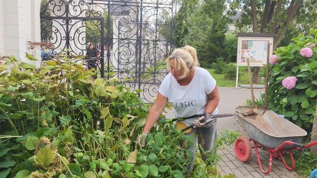 Август.Как бороться с паутинным клещем и тлей?