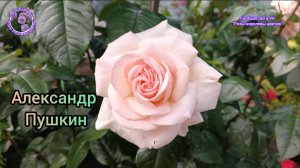 РОЗА АЛЕКСАНДР ПУШКИН, ОН ЖЕ ПРИНЦ ЖАРДИНЬЕР