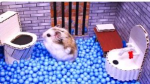 🐹 Хомяк сбегает из потрясающего лабиринта для питомцев в реальной жизни 🐹. Истории про хомяков