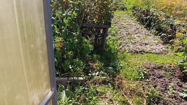 🍀🍀🍀Огородный репортаж 12. 🍀 9.08.2026г.