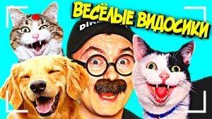 ВЕСЕЛЫЕ ВИДОСИКИ! 12 МИНУТ СМЕХА