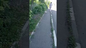ЦВЕТЫ 🌸🌺🌻🌹🌷🌼💐 И ДРУГОЕ...