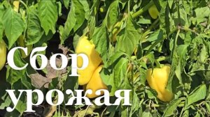 В ЛНР начался сезон уборки овощей/ События недели