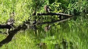 Уточка и курочка, галка и сорока, зяблик, неизвестная птичка, синичка и серая мухоловка