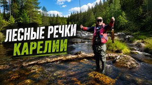 Лесные Речки Карелии . Записки Рыболова . Август 2026